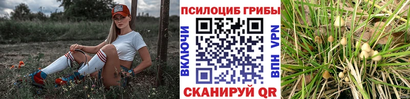 Псилоцибиновые грибы Cubensis  Ипатово 